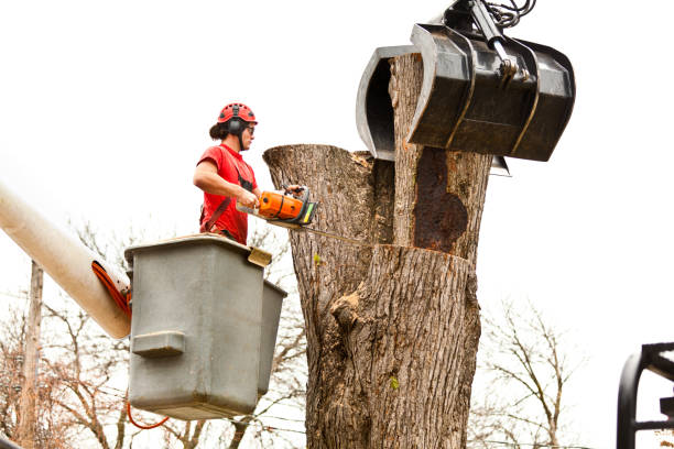 Best Tree Cabling and Bracing  in Erlanger, KY